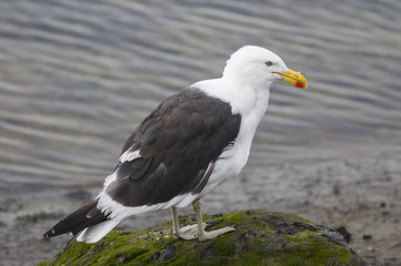 Kelp gull (Larus dominicanus) 