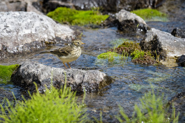 American pitpit looking for food between rocks in a glacial stream