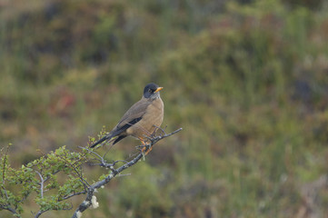 Austral Thrush (Turdus falklandiis) perched on branch