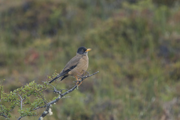 Austral Thrush (Turdus falklandiis) perched on branch