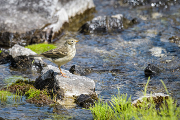 American pitpit looking for food between rocks in a glacial stream