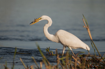 Great egret (Egretta alba)
