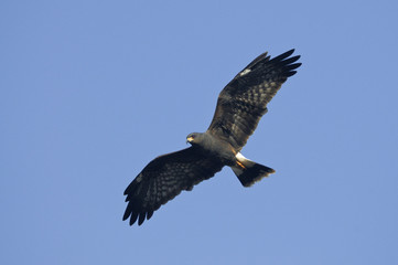 Snail kite (Rostrhamus sociabilis) in flight