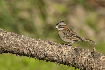 Rufous-collared Sparrow (Zonotrichia capensis)