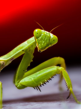 Praying Mantis