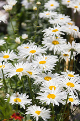 Fototapeta premium field of daisies
