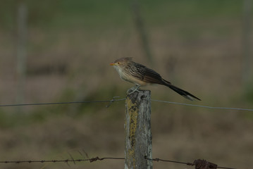 Guira Cuckoo (Guira guira) perched on barbed wire
