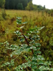 Drops on the leaves after the rain.