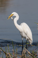 Great Egret (Egretta alba)