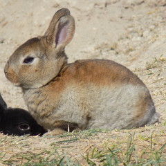 rabbit