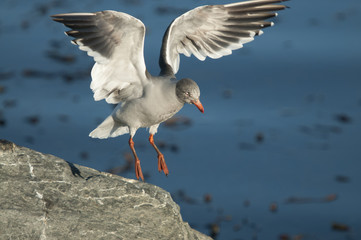 Dolphin gull (Leucophaeus scoresbii)