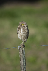 Burrowing owl (Athene cunicularia) perched on post in the countryside.