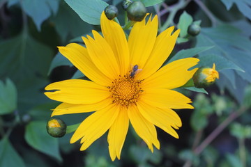 Bee visiting Arnica flower