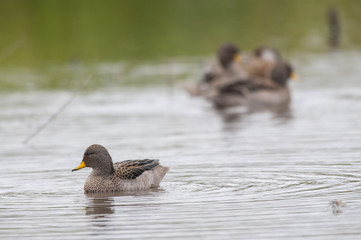 Specked Teal (Anas flavirostris)