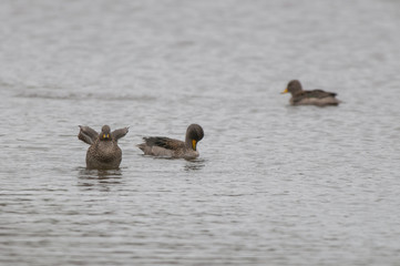 Specked Teal (Anas flavirostris)