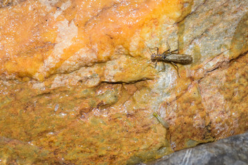 Water Insect on a rock in a stream in Banff national park