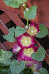 Hollyhock