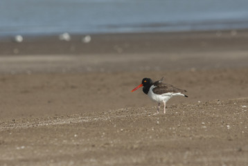 American Oystercatcher (Haematopus leucopodus)