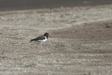 American Oystercatcher (Haematopus leucopodus)