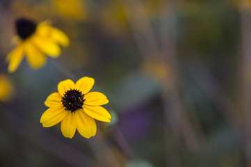 Blackeyed Susan
