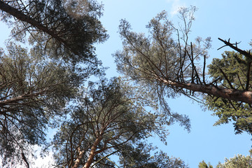 The tops of evergreen trees against the sky