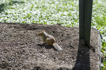 Chipmunk
