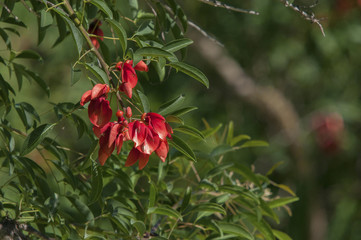 Erythrina crista-galli, also referred as the cockspur coral tree, a tree in the family Fabaceae, native to Argentina, Uruguay, southern Brazil and Paraguay, it's Argentina's national tree.