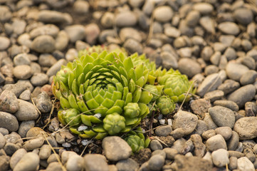 Hen & Chicks