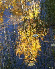 Aspen Leaves  Reflecting in Alpine Lake