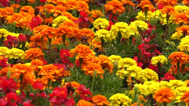 Colorful flowers. Marigold. begoniasPanning,Closeup, 