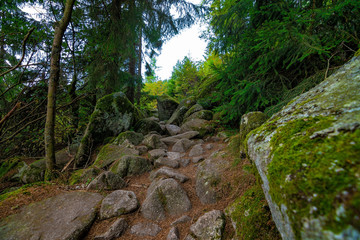 Fototapeta na wymiar The stony path in the woods