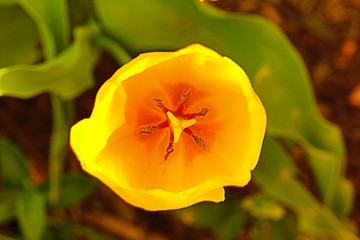 Yelow tulip open top view 