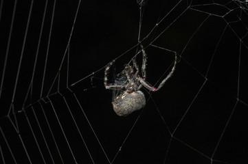 Fototapeta na wymiar Parawixia audax spider on its web.