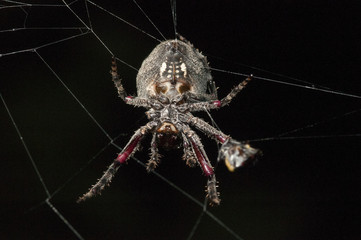 Parawixia audax spider with prey on its web.