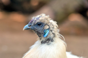 Kopf von einem alten Seidenhuhn