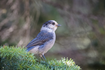 Canada jay sitting on a branch in Banff National Park