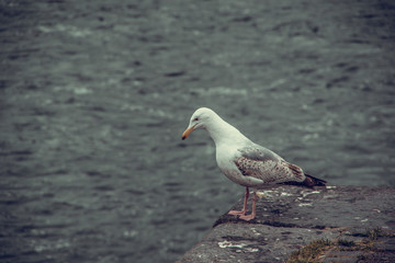 Close up view of one white seagull standing on a edge of seafront, looking to the sea.. Concept of sadness and worry. Ireland.
