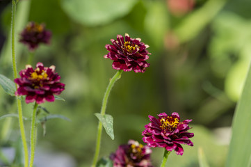 Aztek Zinnia