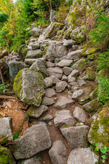 The stony path in the woods
