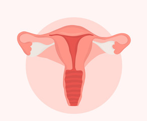 hand drawn vector illustration of female reproductive system