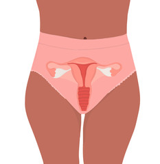 hand drawn vector illustration of female reproductive system