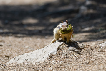 Ground squirrel in Banff National Park