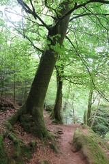 Im Wald von Huelgoat, Bretagne