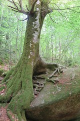 Im Wald von Huelgoat, Bretagne