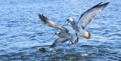 Seagulls and duck 294