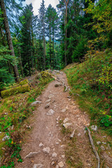 Fototapeta na wymiar A adventurous path in the woods, France, Vosges, September 2018