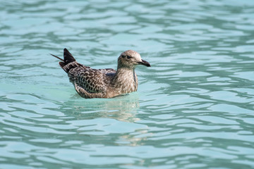 Laughing gull swimming on Lake Louise in Banff National Park