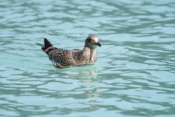 Laughing gull swimming on Lake Louise in Banff National Park