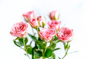 roses on white background