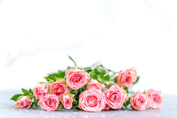 roses on white background